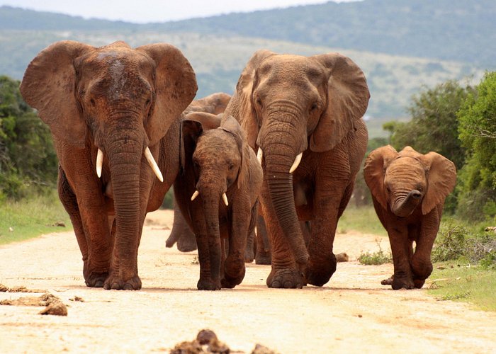 Safari & Wildlife Experiences